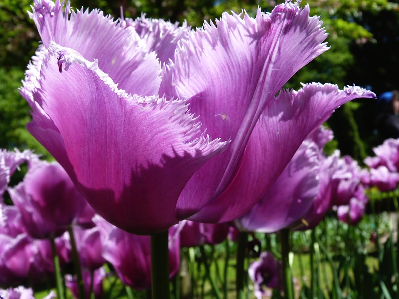 Pracht & Praal in de Keukenhof