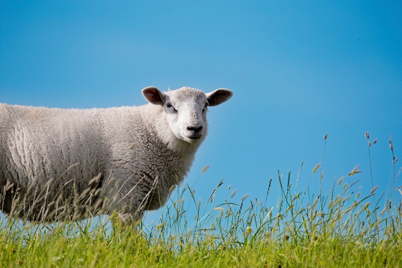 Texel, vakantie-eiland