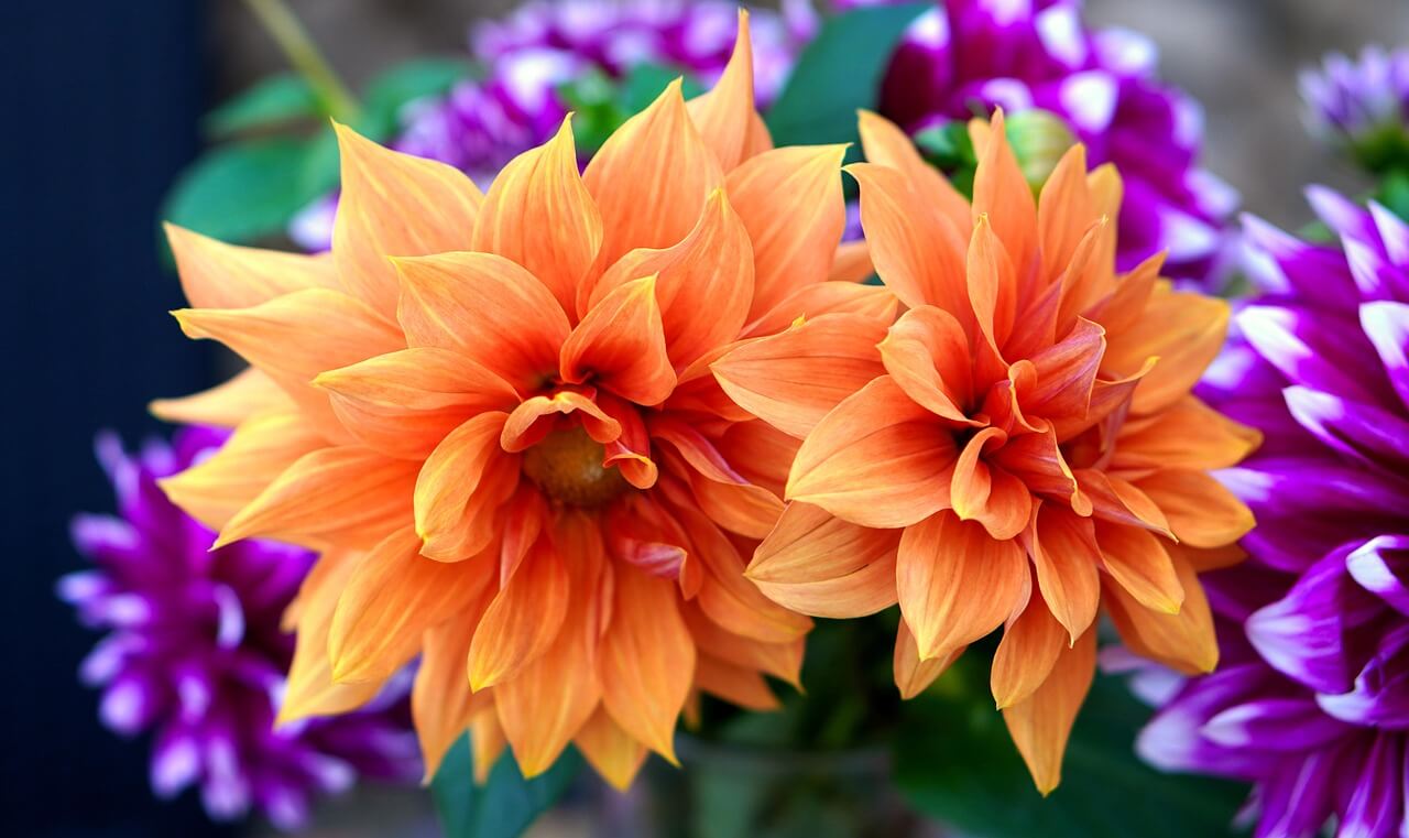 Het Bloemencorso van Zundert,  Dahlia’s en Wonderen